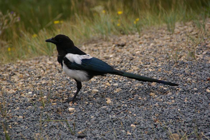 DSC04575.JPG - Black-Billed Magpie - RMNP(Rocky Mountian National Park)