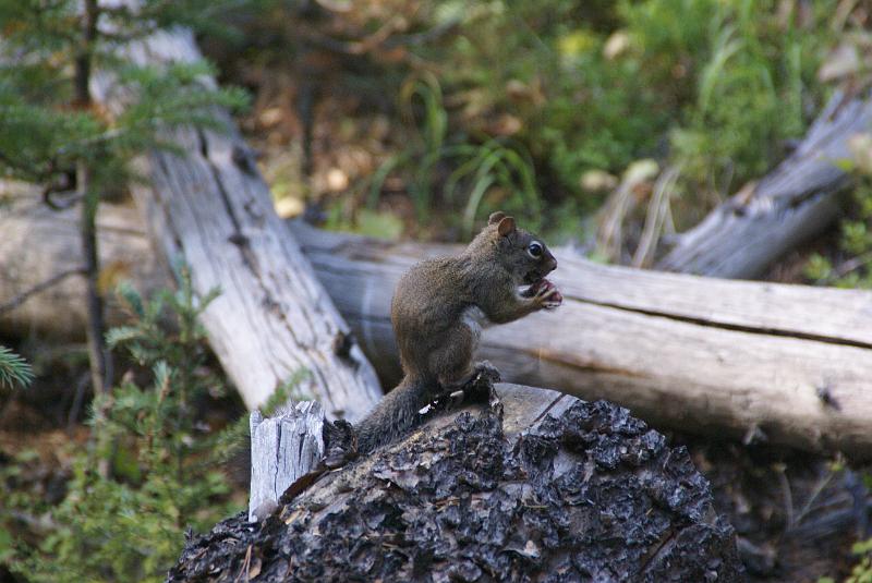 DSC04702.JPG - Red Squirrel - Green Mtn Loop Trail - RMNP