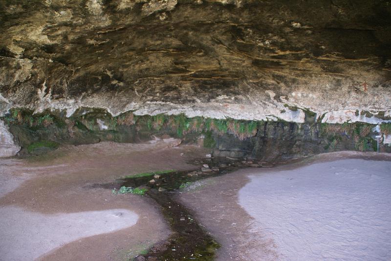 DSC05067.JPG - Maidenhair Fern - Cave Spring - Needles Section Canyonlands NP