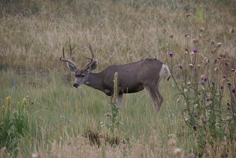 DSC05739.JPG - Mule Deer - Mesa Verde NP - CO